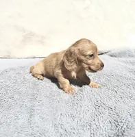 HOLD -Sassy Cream Female, a female Miniature Dachshund for sale in Harrison, TN – 5 of 5