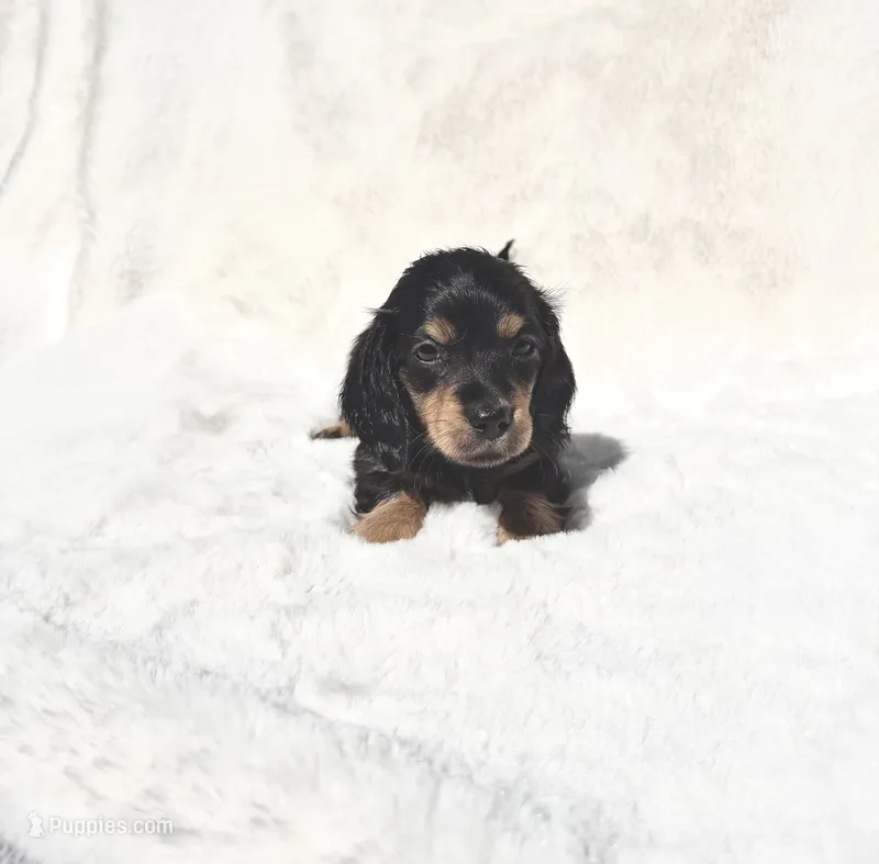 Black & Tan Male - Goose – Miniature Dachshund puppy for sale in Harrison, TN