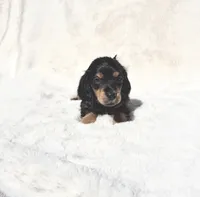 SOLD-Black & Tan Male - Goose, a male Miniature Dachshund for sale in Harrison, TN – 1 of 7