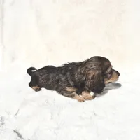 On Hold-Mr Peabody- Black&Tan Merle, a male Miniature Dachshund for sale in Harrison, TN – 4 of 10