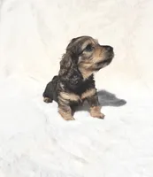 On Hold-Mr Peabody- Black&Tan Merle, a male Miniature Dachshund for sale in Harrison, TN – 3 of 10