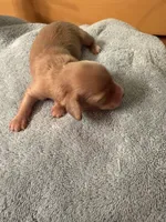 Cream Male, a male Miniature Dachshund for sale in Harrison, TN – 2 of 2