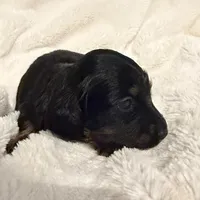 Lilly Black & Tan Male, a male Miniature Dachshund for sale in Chattanooga, TN – Photo 4 of 4