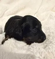 Lilly Black & Tan Male, a male Miniature Dachshund for sale in Chattanooga, TN – Photo 4 of 4