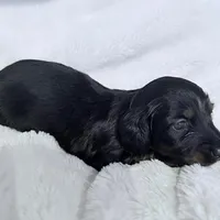 Lilly Black & Tan Male, a male Miniature Dachshund for sale in Chattanooga, TN – Photo 2 of 4