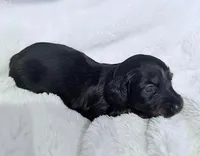 Lilly Black & Tan Male, a male Miniature Dachshund for sale in Chattanooga, TN – Photo 2 of 4