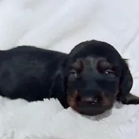 Lilly Black & Tan Male, a male Miniature Dachshund for sale in Chattanooga, TN – Photo 3 of 4