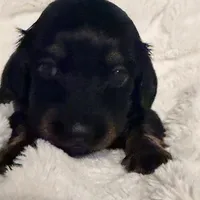 Lilly Black & Tan Male, a male Miniature Dachshund for sale in Chattanooga, TN – Photo 1 of 4