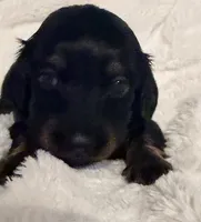 Lilly Black & Tan Male, a male Miniature Dachshund for sale in Chattanooga, TN – Photo 1 of 4