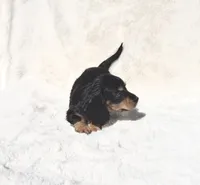 SOLD-Black & Tan Male - Goose, a male Miniature Dachshund for sale in Harrison, TN – 4 of 7