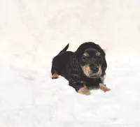 SOLD-Black & Tan Male - Goose, a male Miniature Dachshund for sale in Harrison, TN – 2 of 7
