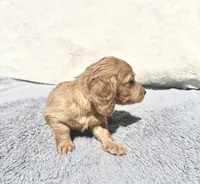 HOLD -Sassy Cream Female, a female Miniature Dachshund for sale in Harrison, TN – 4 of 5