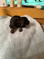 Black & Tan Male, a male Miniature Dachshund for sale in Harrison, TN – 2 of 2