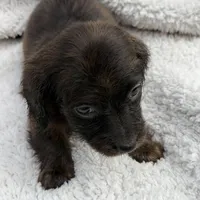 Myllie Longhair Female Merle # 1, a female Miniature Dachshund for sale in Chattanooga, TN – Photo 2 of 3