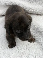 Myllie Longhair Female Merle # 1, a female Miniature Dachshund for sale in Chattanooga, TN – Photo 2 of 3