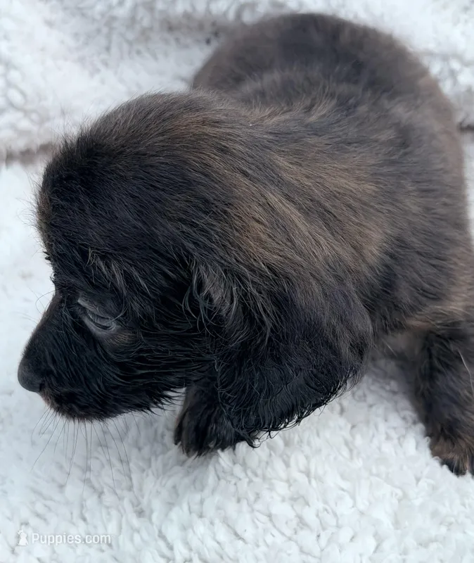 Myllie Longhair Female Merle # 1