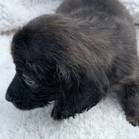 Myllie Longhair Female Merle # 1, a female Miniature Dachshund for sale in Chattanooga, TN – Photo 1 of 3