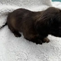 Myllie Longhair Female Merle # 1, a female Miniature Dachshund for sale in Chattanooga, TN – Photo 3 of 3