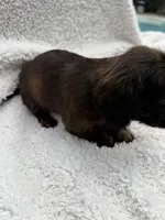 Myllie Longhair Female Merle # 1, a female Miniature Dachshund for sale in Chattanooga, TN – Photo 3 of 3