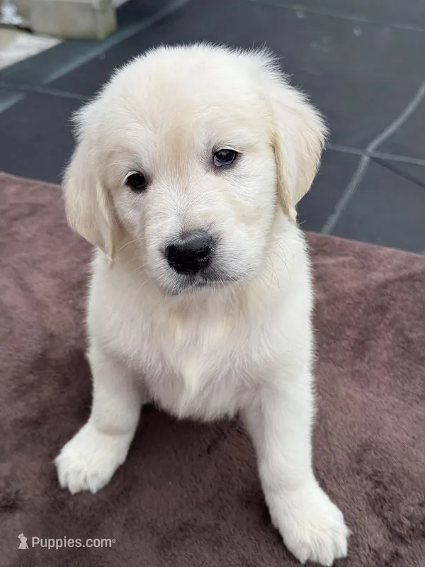 Male Dark Gray Collar