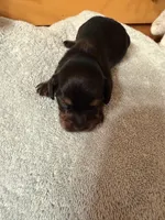 Black Male #2, a male Miniature Dachshund for sale in Harrison, TN – 2 of 2