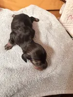Black & Tan Male, a male Miniature Dachshund for sale in Harrison, TN – 1 of 2