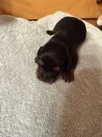 Black Male #2, a male Miniature Dachshund for sale in Harrison, TN – 1 of 2