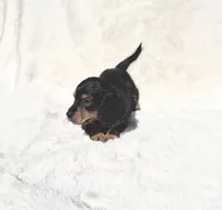 SOLD-Black & Tan Male - Goose, a male Miniature Dachshund for sale in Harrison, TN – 5 of 7
