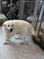 Jesse Stone, a male Golden Retriever for sale in Chattanooga, TN – Photo 3 of 3