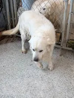 Jesse Stone, a male Golden Retriever for sale in Chattanooga, TN – Photo 2 of 3