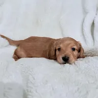 Buddy Longhair Shaded Cream Male, a male Miniature Dachshund for sale in Chattanooga, TN – Photo 2 of 4