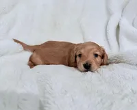 Lilly Shaded Cream Male, a male Miniature Dachshund for sale in Chattanooga, TN – Photo 2 of 4