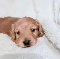 Lilly Shaded Cream Male, a male Miniature Dachshund for sale in Chattanooga, TN – Photo 3 of 4