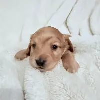 Buddy Longhair Shaded Cream Male, a male Miniature Dachshund for sale in Chattanooga, TN – Photo 4 of 4