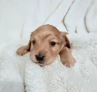 Lilly Shaded Cream Male, a male Miniature Dachshund for sale in Chattanooga, TN – Photo 4 of 4