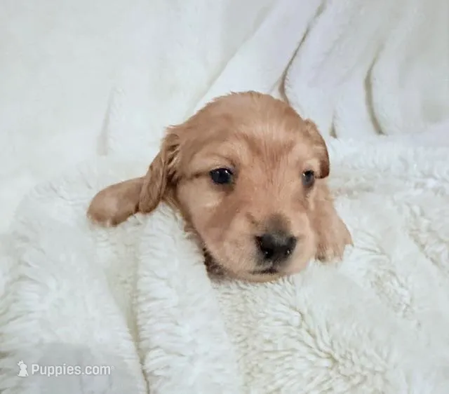 Lilly Shaded Cream Male