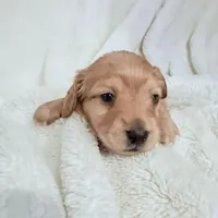 Buddy Longhair Shaded Cream Male, a male Miniature Dachshund for sale in Chattanooga, TN – Photo 1 of 4