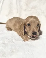 Cream Male-Maverick, a male Miniature Dachshund for sale in Harrison, TN – 3 of 3