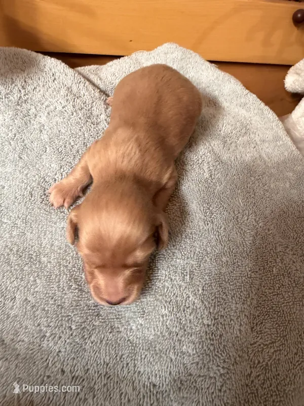 Cream Female – Miniature Dachshund puppy for sale in Harrison, TN