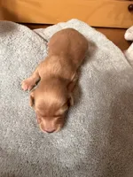 Cream Female, a female Miniature Dachshund for sale in Harrison, TN – 1 of 2