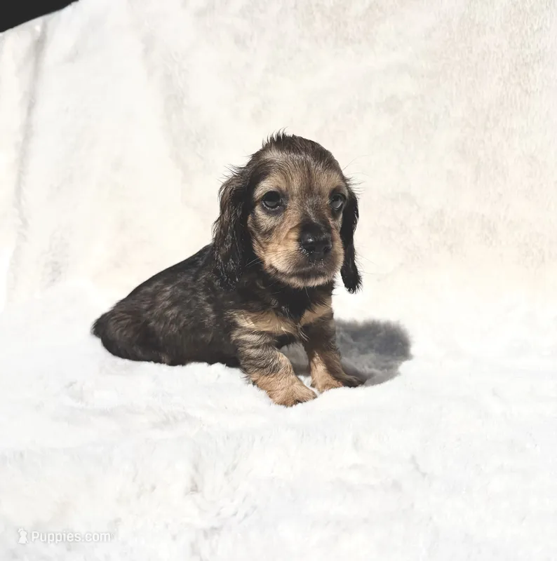 Black & Tan Merle Male-Mr Peabody – Miniature Dachshund puppy for sale in Harrison, TN