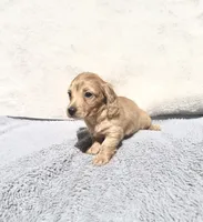 HOLD -Sassy Cream Female, a female Miniature Dachshund for sale in Harrison, TN – 2 of 5