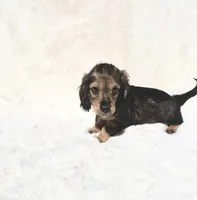 On Hold-Mr Peabody- Black&Tan Merle, a male Miniature Dachshund for sale in Harrison, TN – 2 of 10