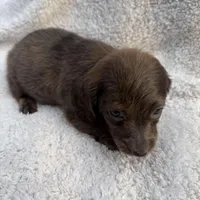Myllie  SOLD Merle Longhair Male SOLD, a male Miniature Dachshund for sale in Chattanooga, TN – Photo 3 of 4