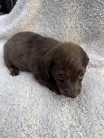 Myllie  Merle Longhair Male, a male Miniature Dachshund for sale in Chattanooga, TN – Photo 3 of 4