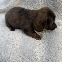 Myllie  SOLD Merle Longhair Male SOLD, a male Miniature Dachshund for sale in Chattanooga, TN – Photo 4 of 4