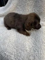 Myllie  Merle Longhair Male, a male Miniature Dachshund for sale in Chattanooga, TN – Photo 4 of 4