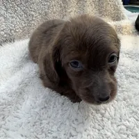 Myllie  SOLD Merle Longhair Male SOLD, a male Miniature Dachshund for sale in Chattanooga, TN – Photo 2 of 4