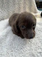 Myllie  Merle Longhair Male, a male Miniature Dachshund for sale in Chattanooga, TN – Photo 2 of 4