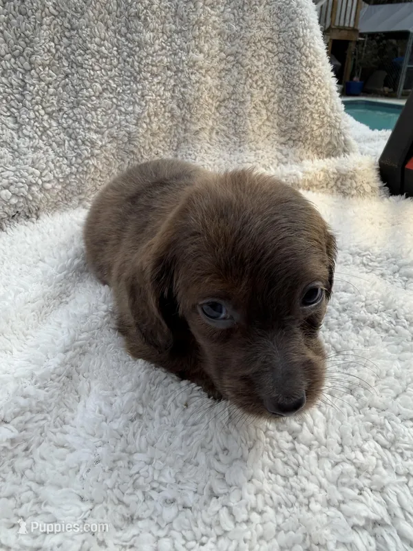 Myllie  Merle Longhair Male